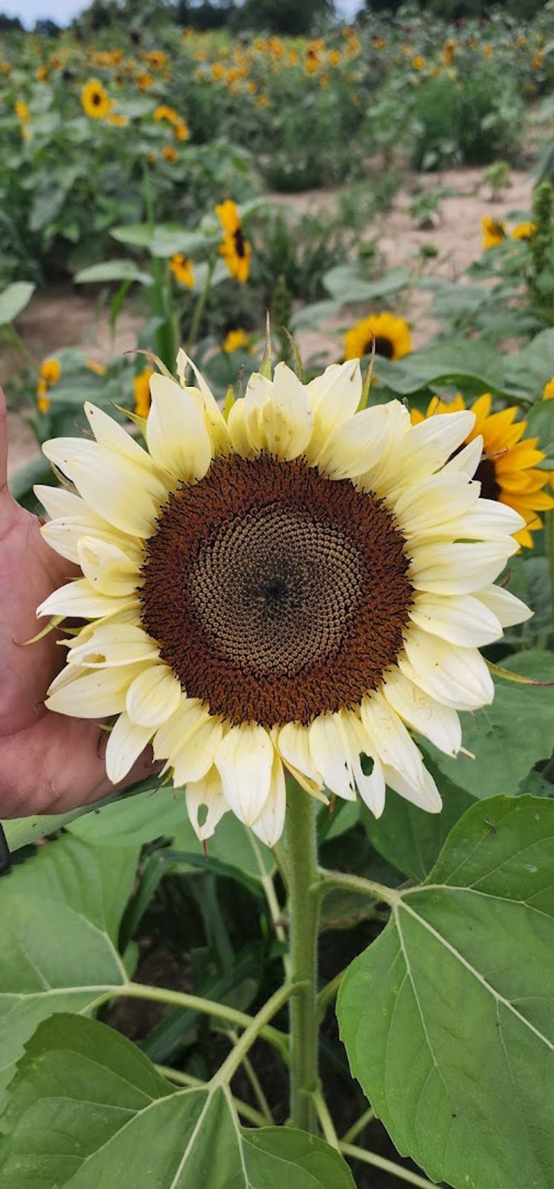 Pick Your Own Blooms While The Field Is Still Opening