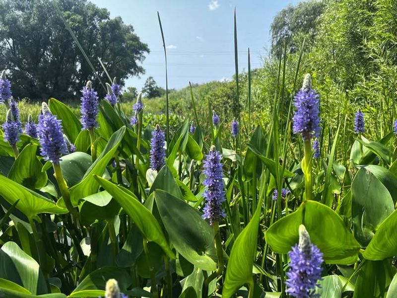 Pickerelweed Builds The Wading Edge Pickerelweed Builds The Wading Edge