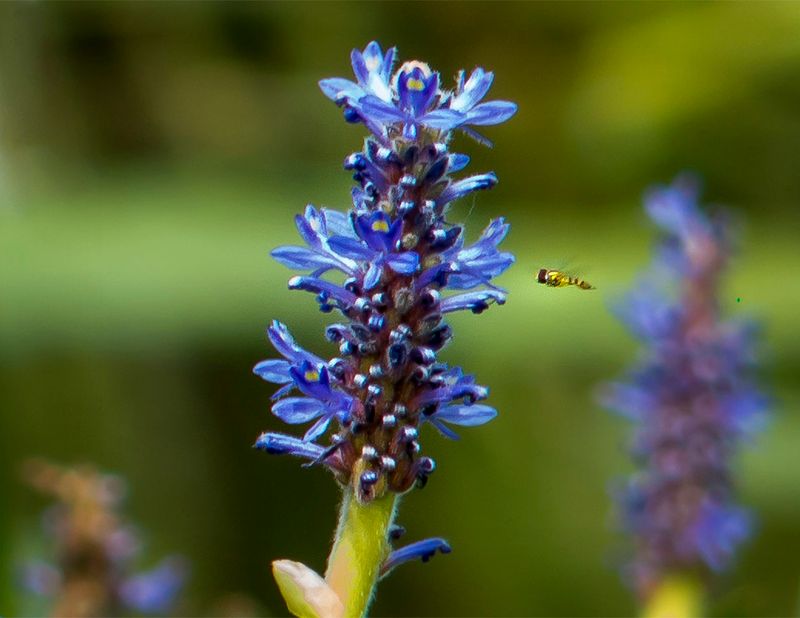 Pickerelweed For Colorful Pond Edges Pickerelweed For Colorful Pond Edges
