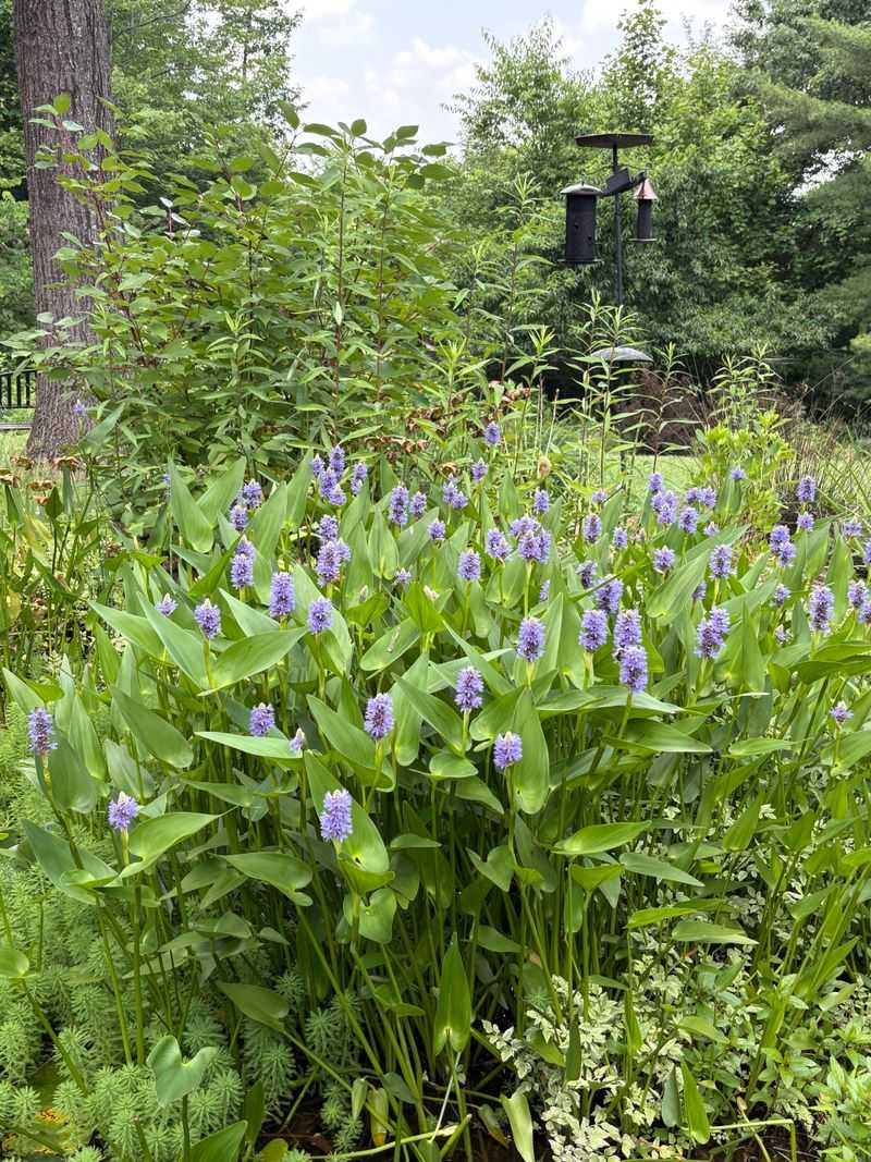 Pickerelweed Supports Wet Edges Pickerelweed Supports Wet Edges