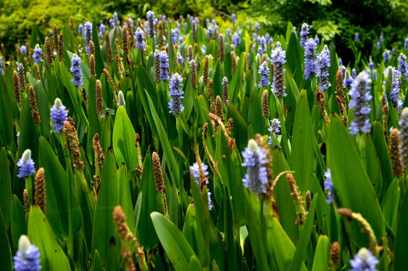 Pickerelweed