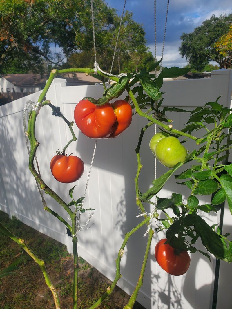 Picking Too Early Leaves Tomatoes Flat
