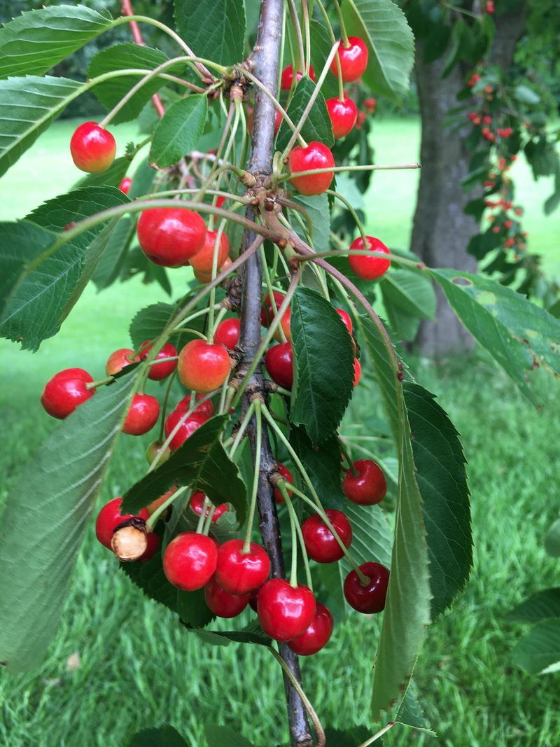 Pie Cherries Benefit From Post-Harvest Thinning