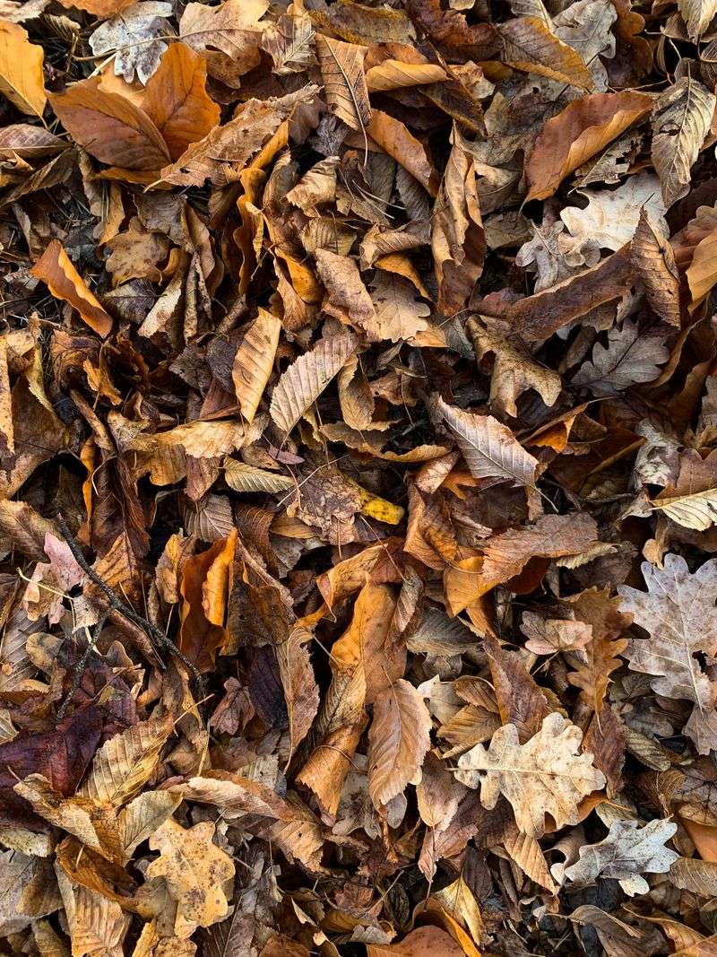 Piles Of Leaves, Mulch, Or Yard Debris