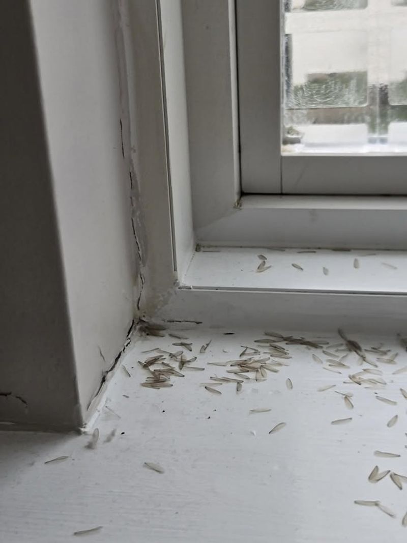 Piles Of Shed Wings Near Windows Piles Of Shed Wings Near Windows