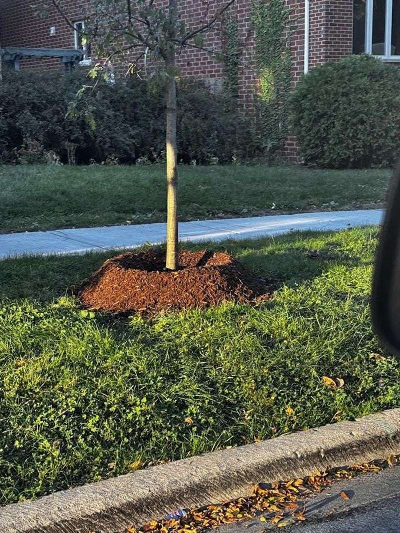 Piling Mulch Against The Stem Causes The Damage Piling Mulch Against The Stem Causes The Damage