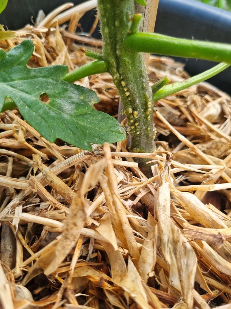 Piling Mulch Against The Tomato Stem