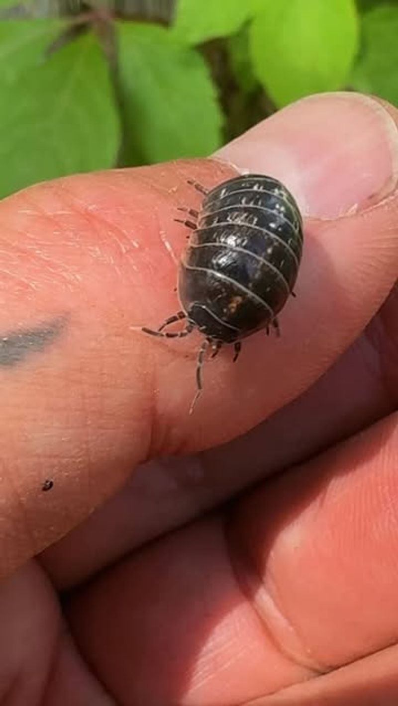 Pill Bug Numbers Have Built Up Around The Seedbed