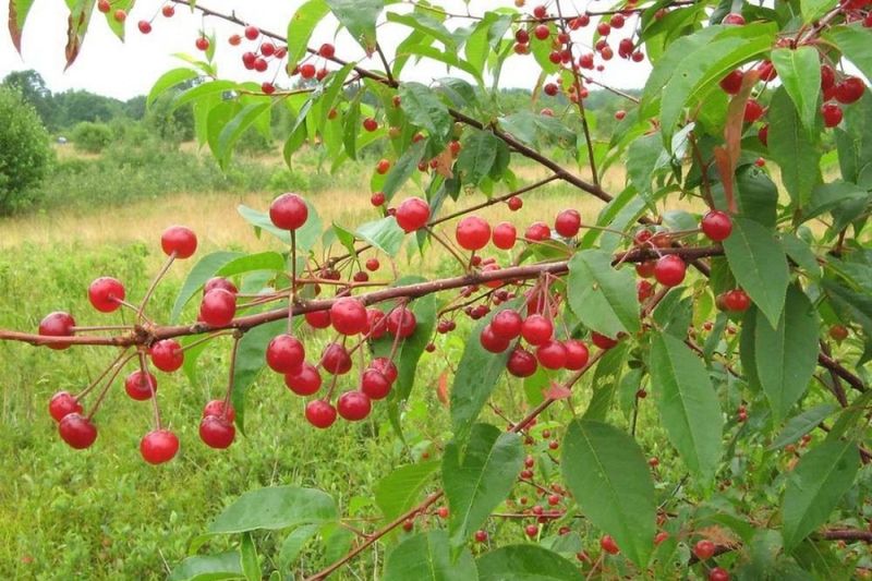Pin Cherry Pin Cherry