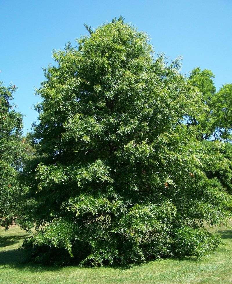 Pin Oak Pin Oak