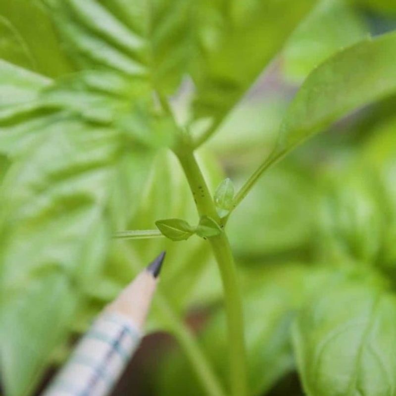 Pinch Above A Leaf Node Every Time Pinch Above A Leaf Node Every Time