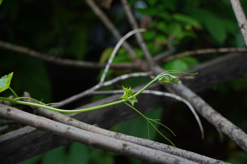 Pinch Back Growth Tips To Encourage Bushier Vines Pinch Back Growth Tips To Encourage Bushier Vines