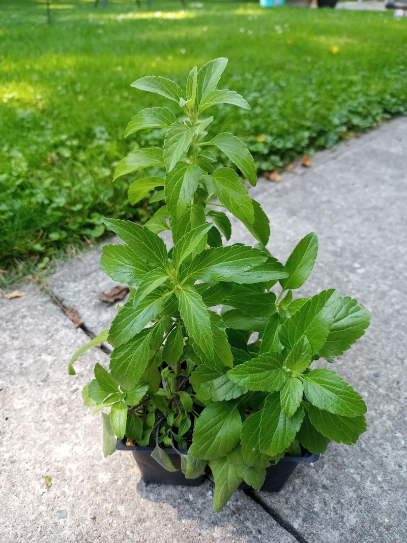 Pinch Back Growth To Encourage Bushier Plants Pinch Back Growth To Encourage Bushier Plants