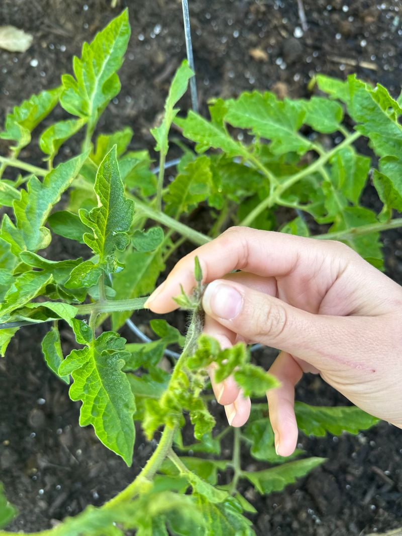 Pinch Flowers Before They Become Wasted Fruit