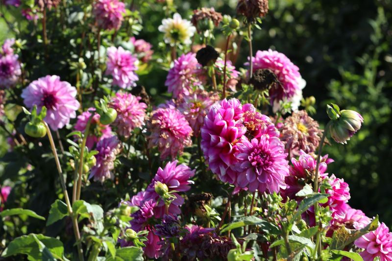 Pinch Growing Tips To Encourage Bushier Plants Pinch Growing Tips To Encourage Bushier Plants