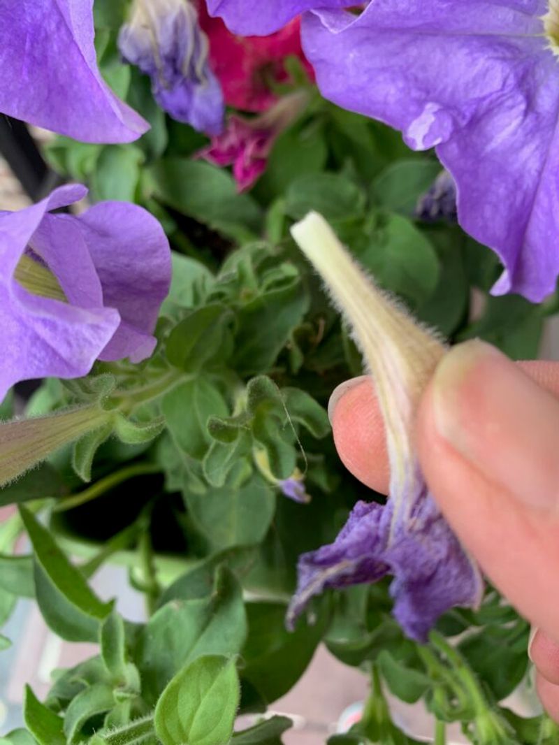 Pinch Long Stems Evenly Around The Plant