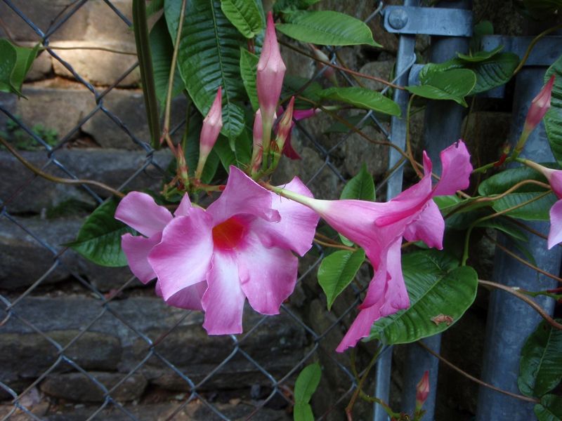 Pinch New Shoot Tips For Fuller Growth
