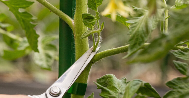 removing tomato sucker