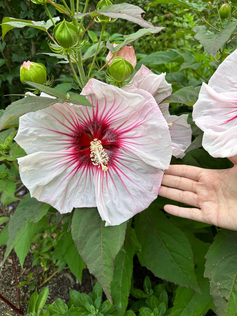 Pinch Tips For Fuller Growth Pinch Tips For Fuller Growth