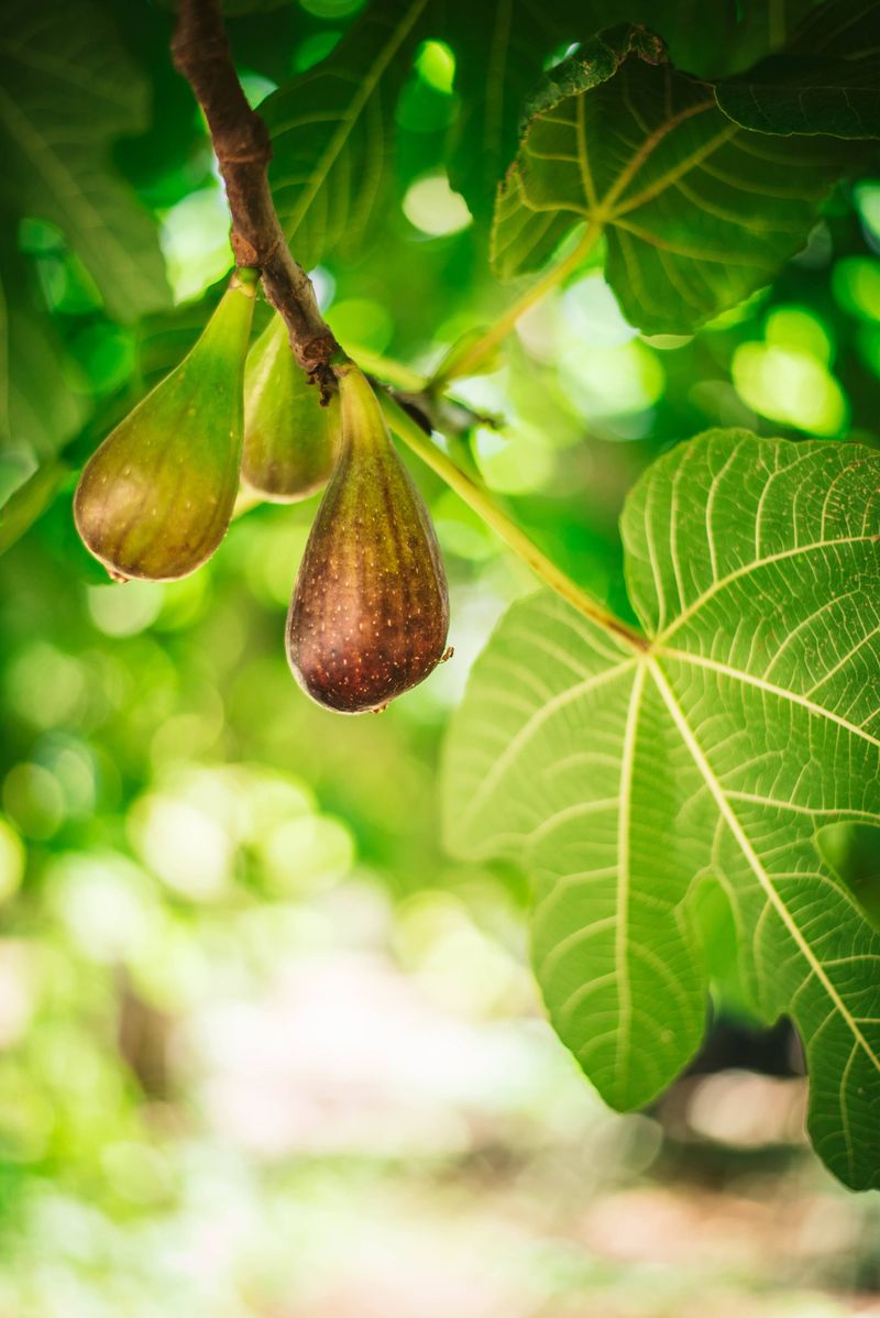 Pinching Growth Redirected Energy To Fruit