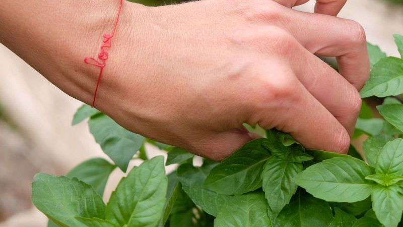 Pinching Keeps Leaves Fragrant