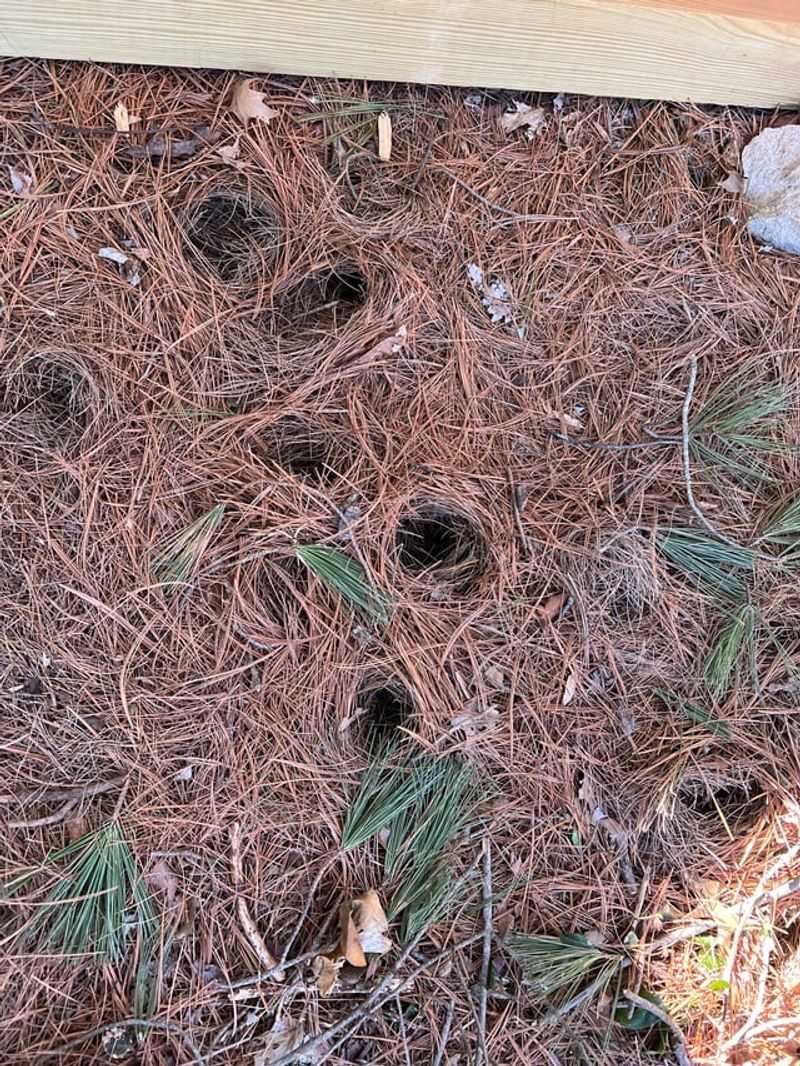 Pine Needles Build Fire-Season Fuel
