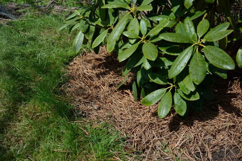 Pine Needles Protect Soil Without Looking Cheap Pine Needles Protect Soil Without Looking Cheap