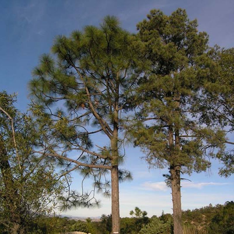 Pine Trees Drop Resin-Rich Needles Around Structures