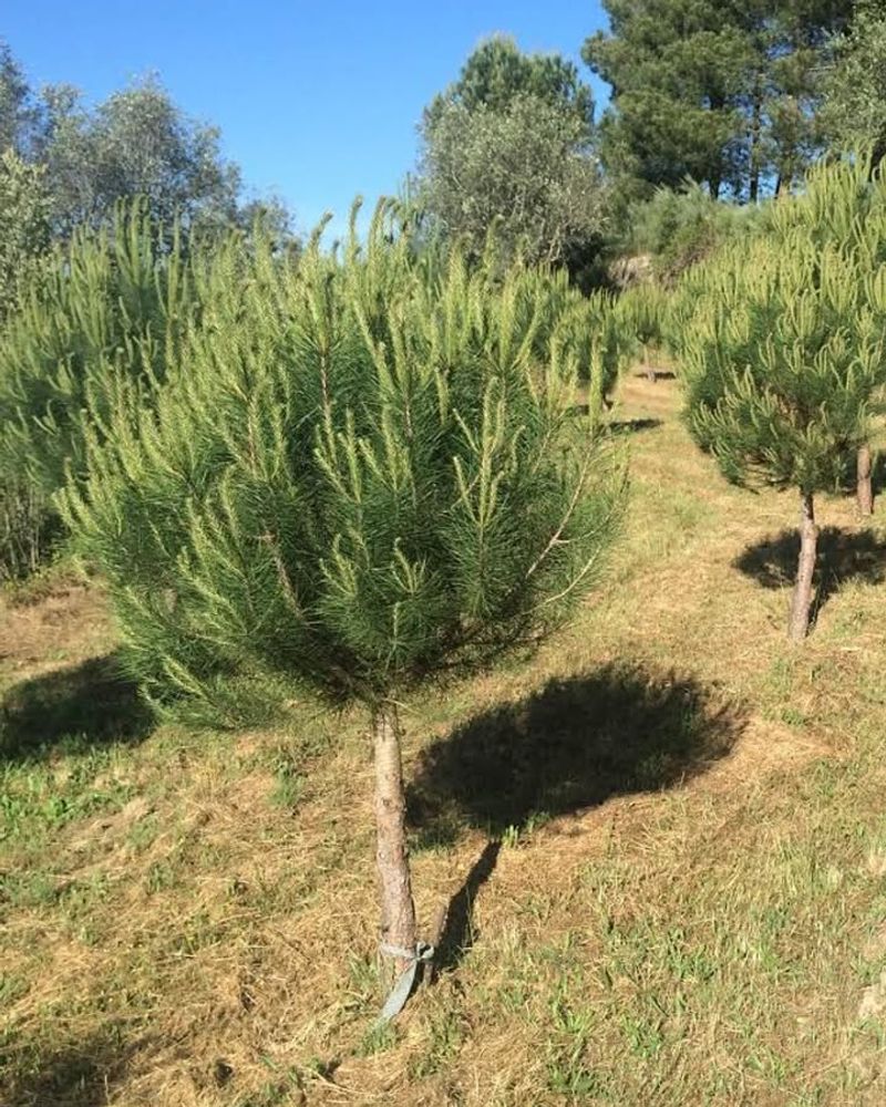 Pine Trees Pine Trees