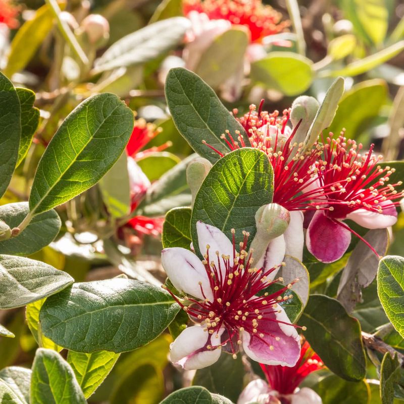 Pineapple Guava Looks Ornamental Before It Feeds You Pineapple Guava Looks Ornamental Before It Feeds You