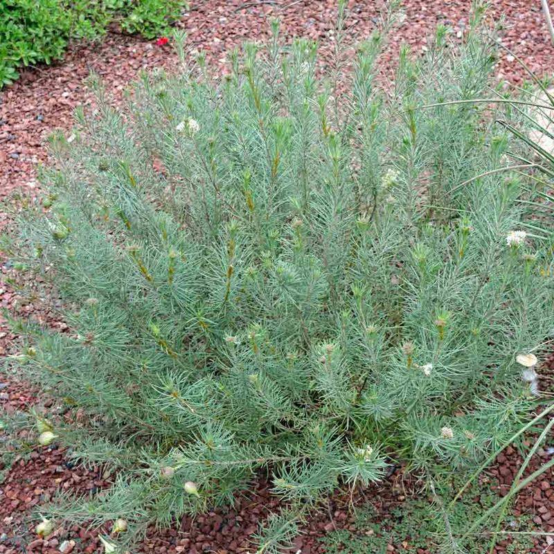 Pineneedle Milkweed Supports Host Plant Diversity