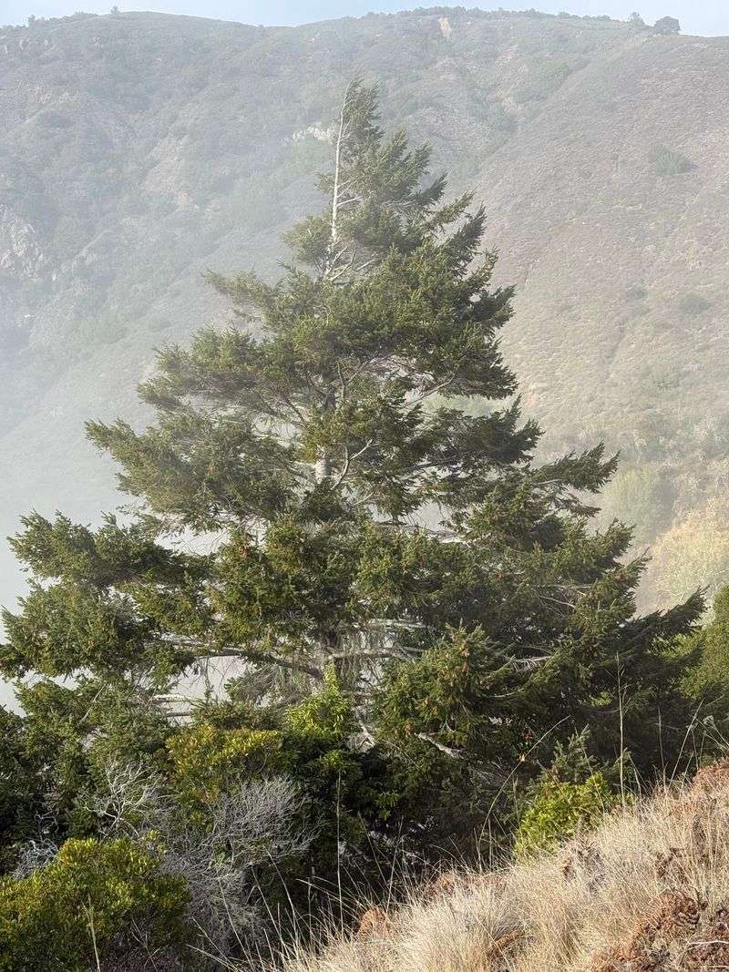 Pines Drop Needles Near Roofs