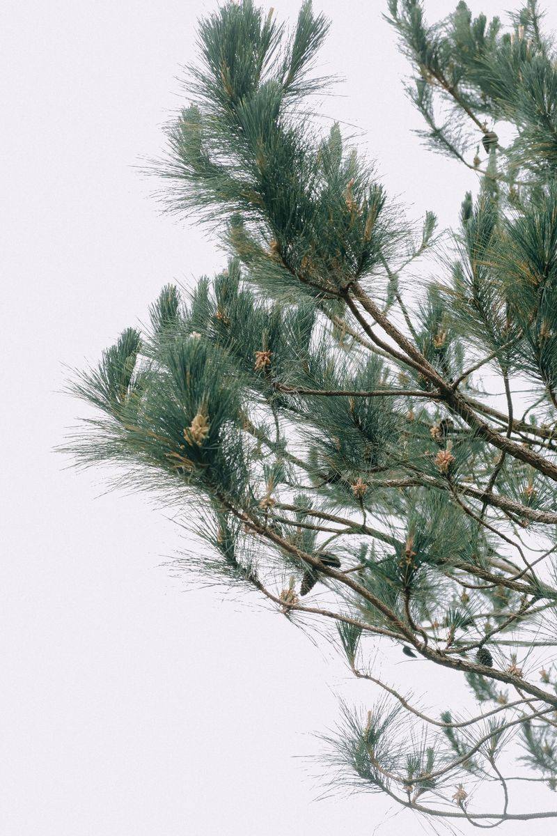 Pines Offer Scattered Hunting Posts