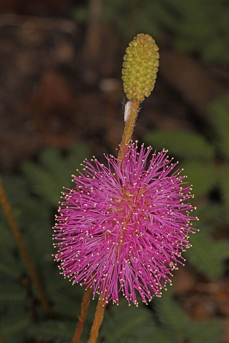Pink Blooms Soften The Narrowest Spaces