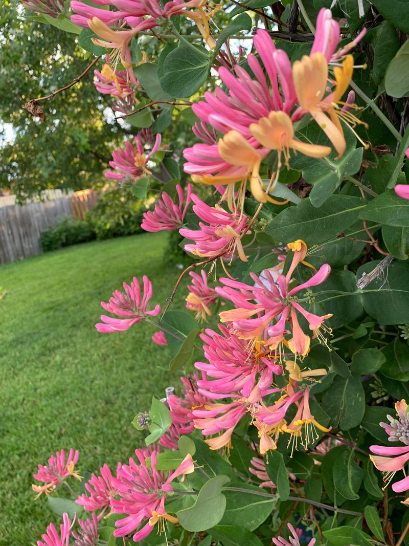 Pink Honeysuckle Works With Regular Summer Trimming Pink Honeysuckle Works With Regular Summer Trimming