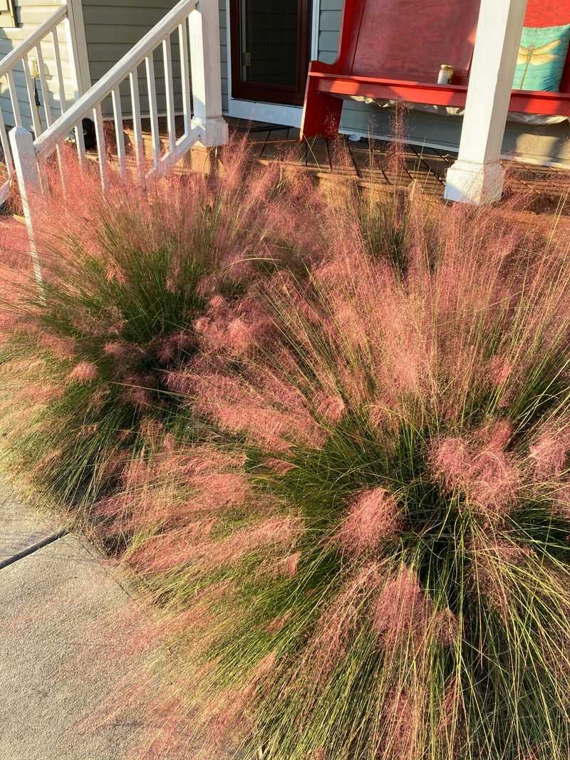Pink Muhly Grass Glows In Afternoon Sun