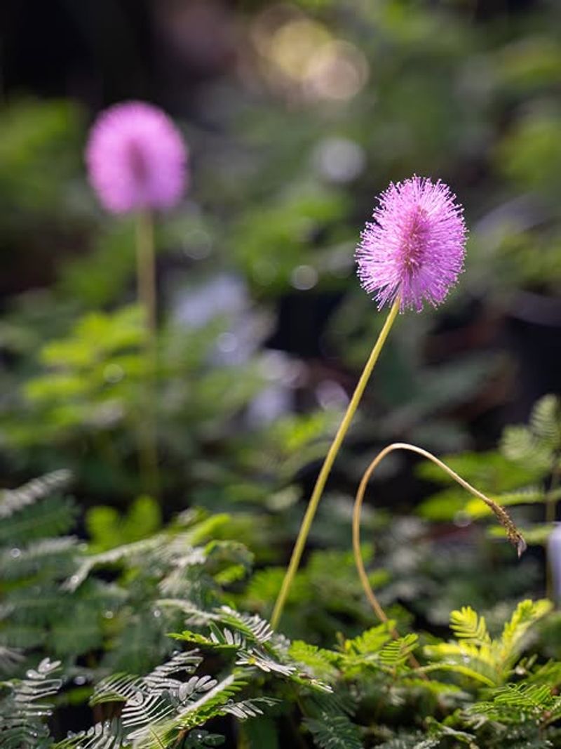 Pink Powderpuff Blooms Make It Look Intentional