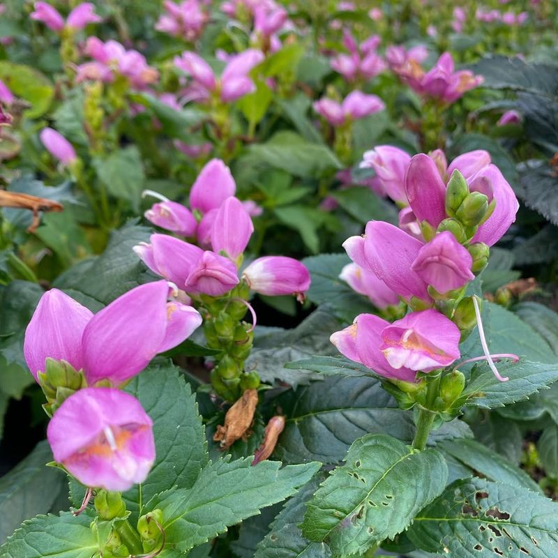 Pink Turtlehead Thrives In Moist Partial Shade Pink Turtlehead Thrives In Moist Partial Shade