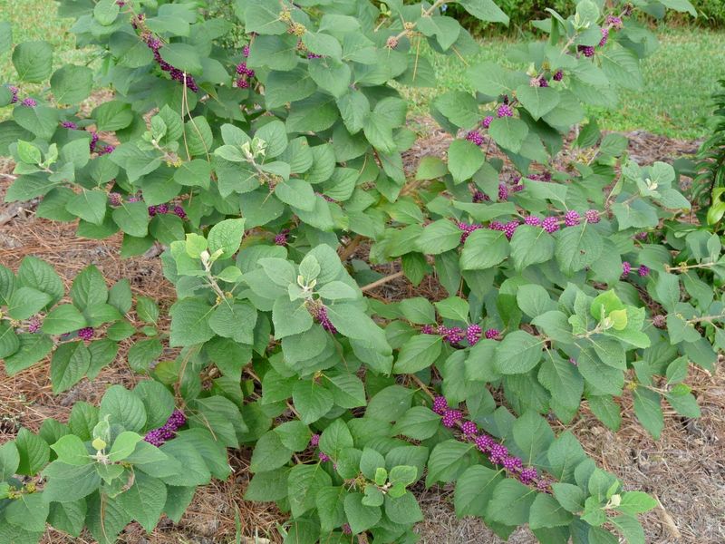 Place Beautyberry Without Crowding the Vegetables Place Beautyberry Without Crowding the Vegetables