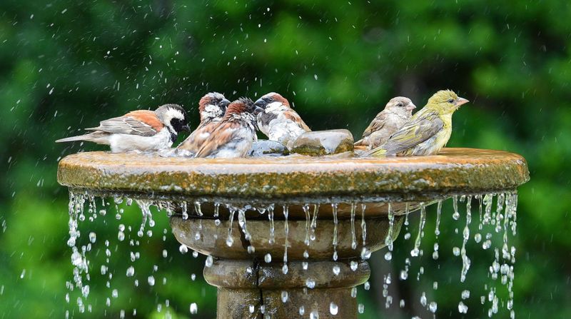 Place Birdbaths In Shade During Hot Weather Place Birdbaths In Shade During Hot Weather