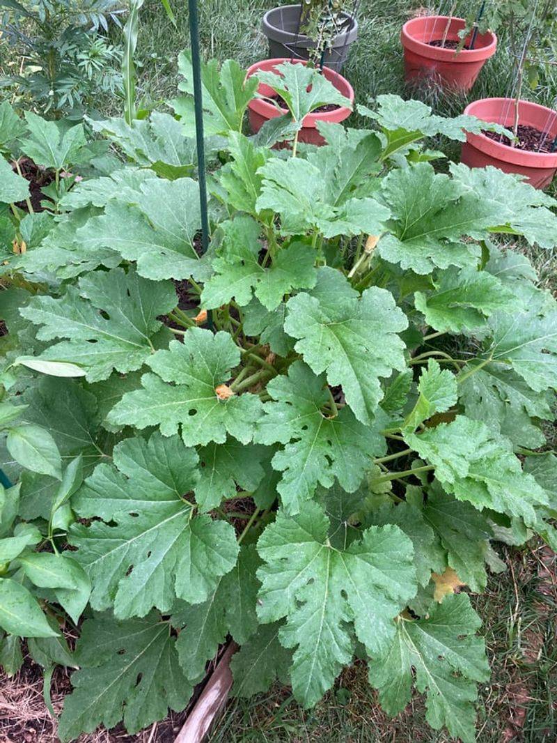 Place Boards Nearby To Trap Them Overnight