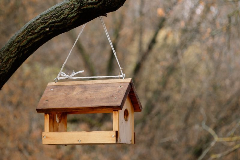 Place Feeders Near Escape Cover