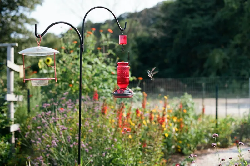 Place Feeders Near Nectar-Rich Flowers Place Feeders Near Nectar-Rich Flowers