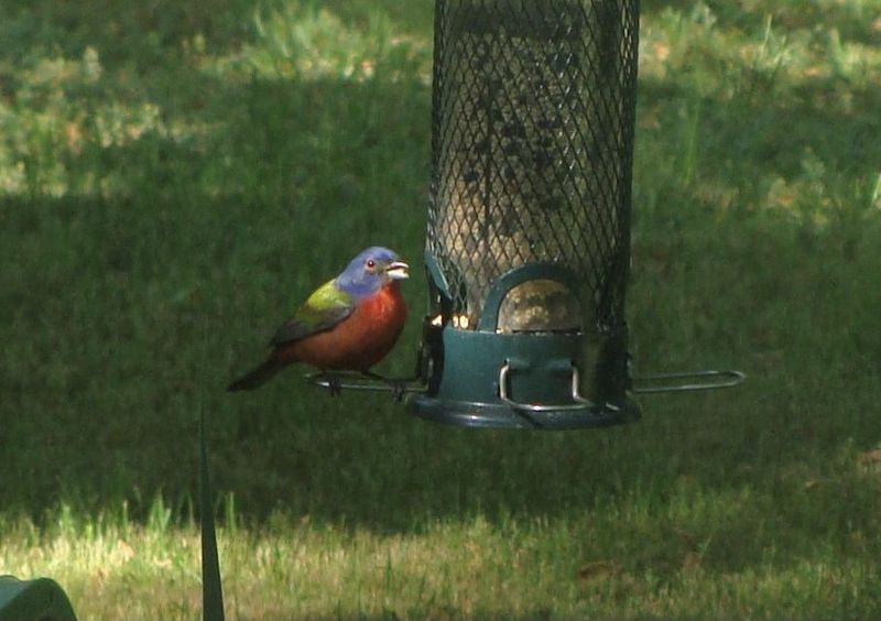 Place Seed Feeders Close To Safe Cover Place Seed Feeders Close To Safe Cover