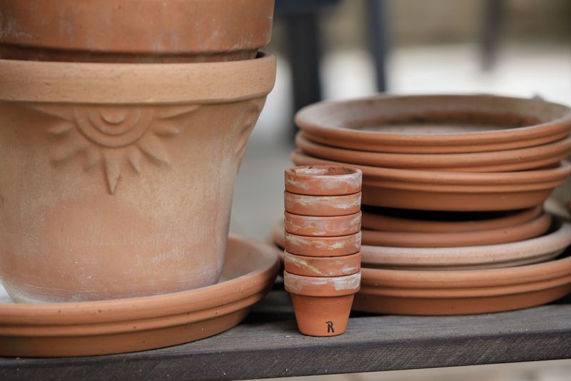 Place The Pot Somewhere It Gets Full Sun Place The Pot Somewhere It Gets Full Sun