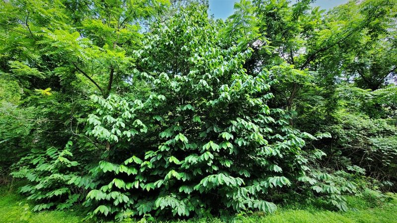 Place the Tree Where Its Habits Fit