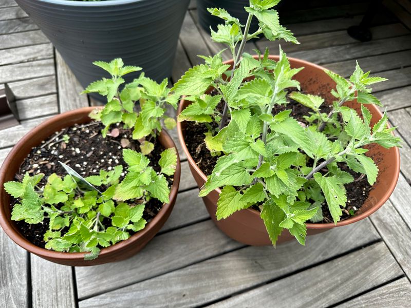 Placing Catnip Where It Works Best Placing Catnip Where It Works Best