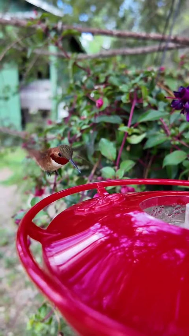Placing Feeders Far From Flowers And Shelter Placing Feeders Far From Flowers And Shelter