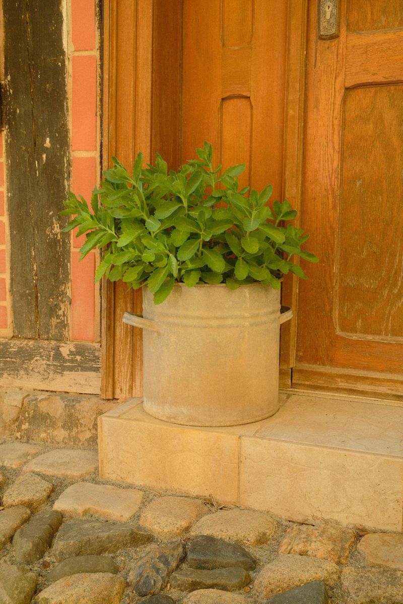 Placing Your Basil Pot For Maximum Effect Near The Door