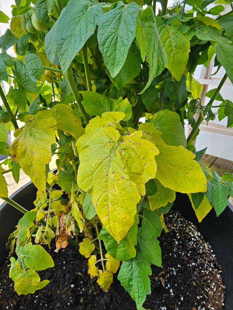 Plain Yellow Lower Leaves May Mean Nitrogen Is Low